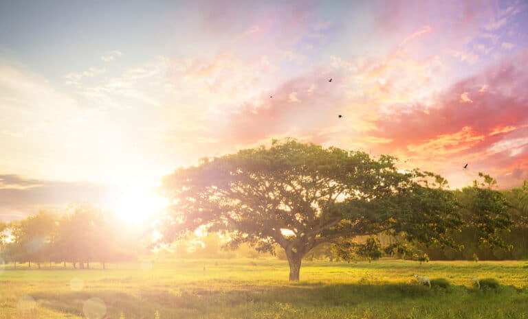 Ashes to Ashes, or Ashes to Soil? Is Human Composting Real?