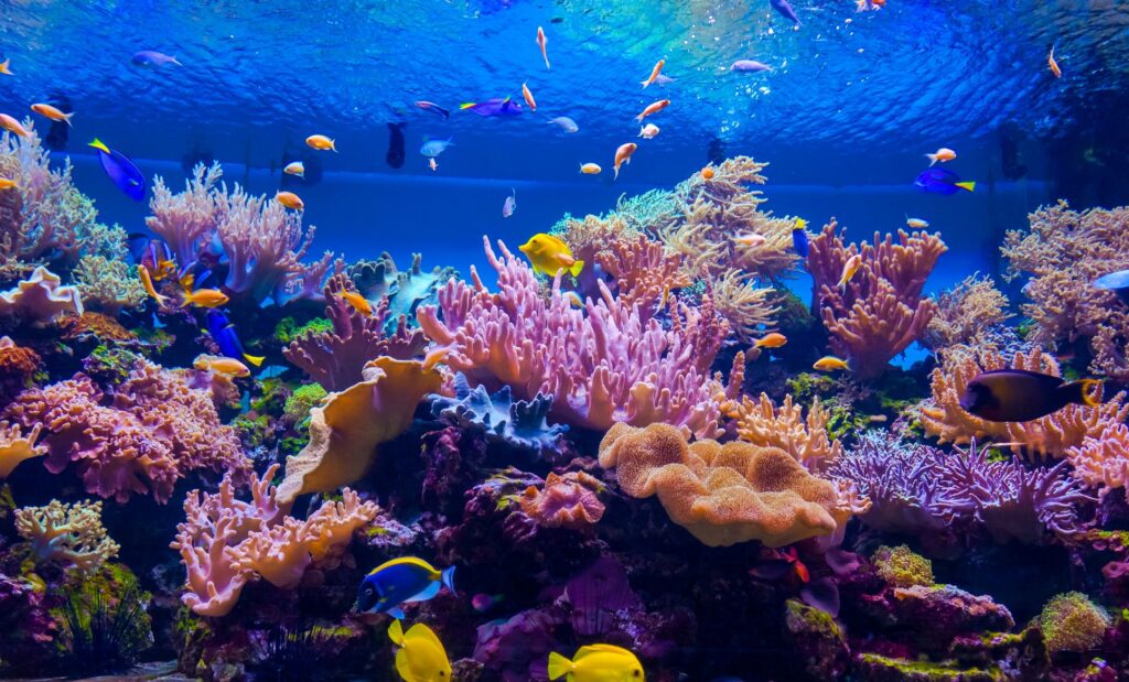 Green Burials, Eternal Reefs, and Your Estate Plan